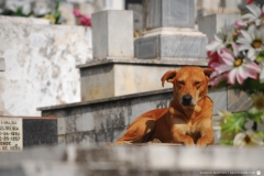 Galeria MM Cemitério São João Nepomuceno